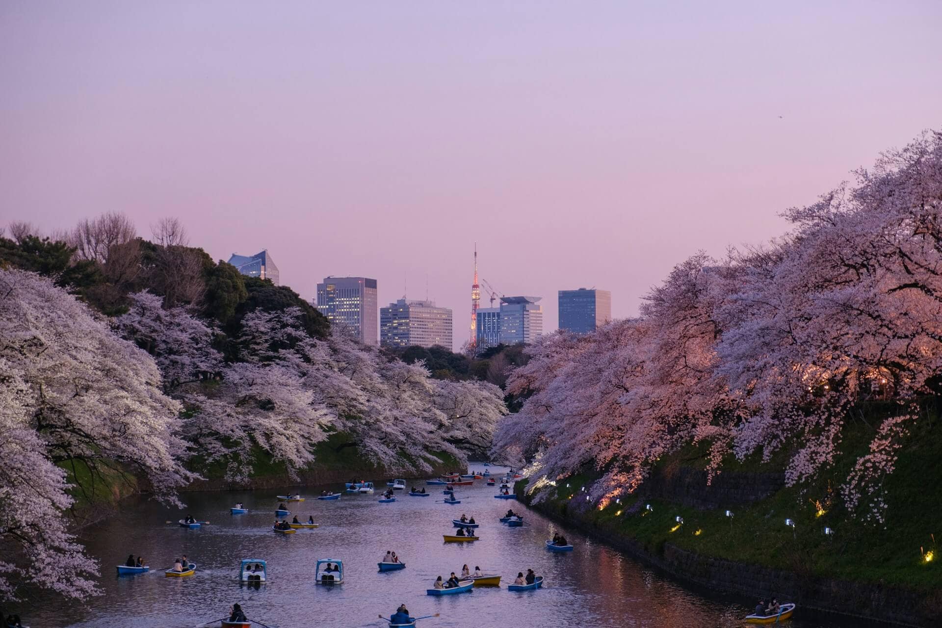 Zahlreiche kleine Boote fahren zur Dämmerung auf einem von blühenden Kirschbäumen gesäumten Fluss in Tokio, mit dem Tokyo Tower im Hintergrund.