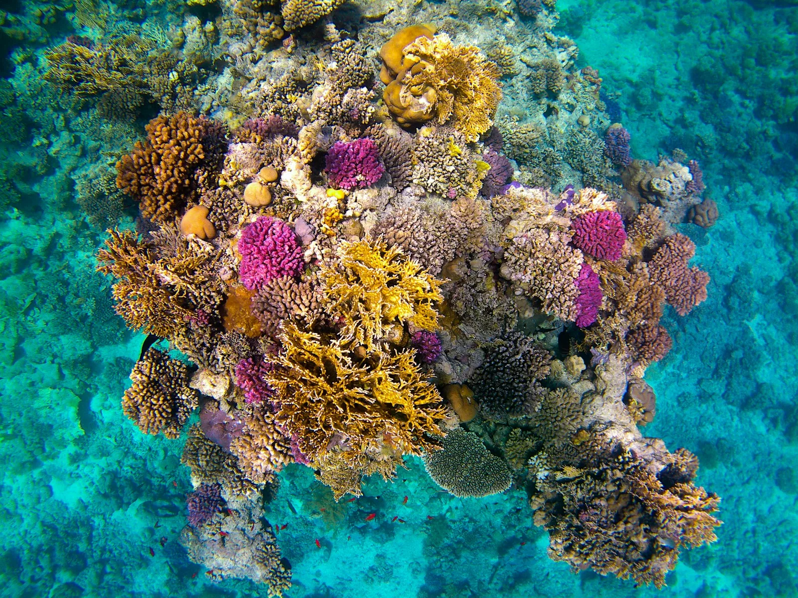 Bunte Korallenformationen im flachen türkisen Wasser