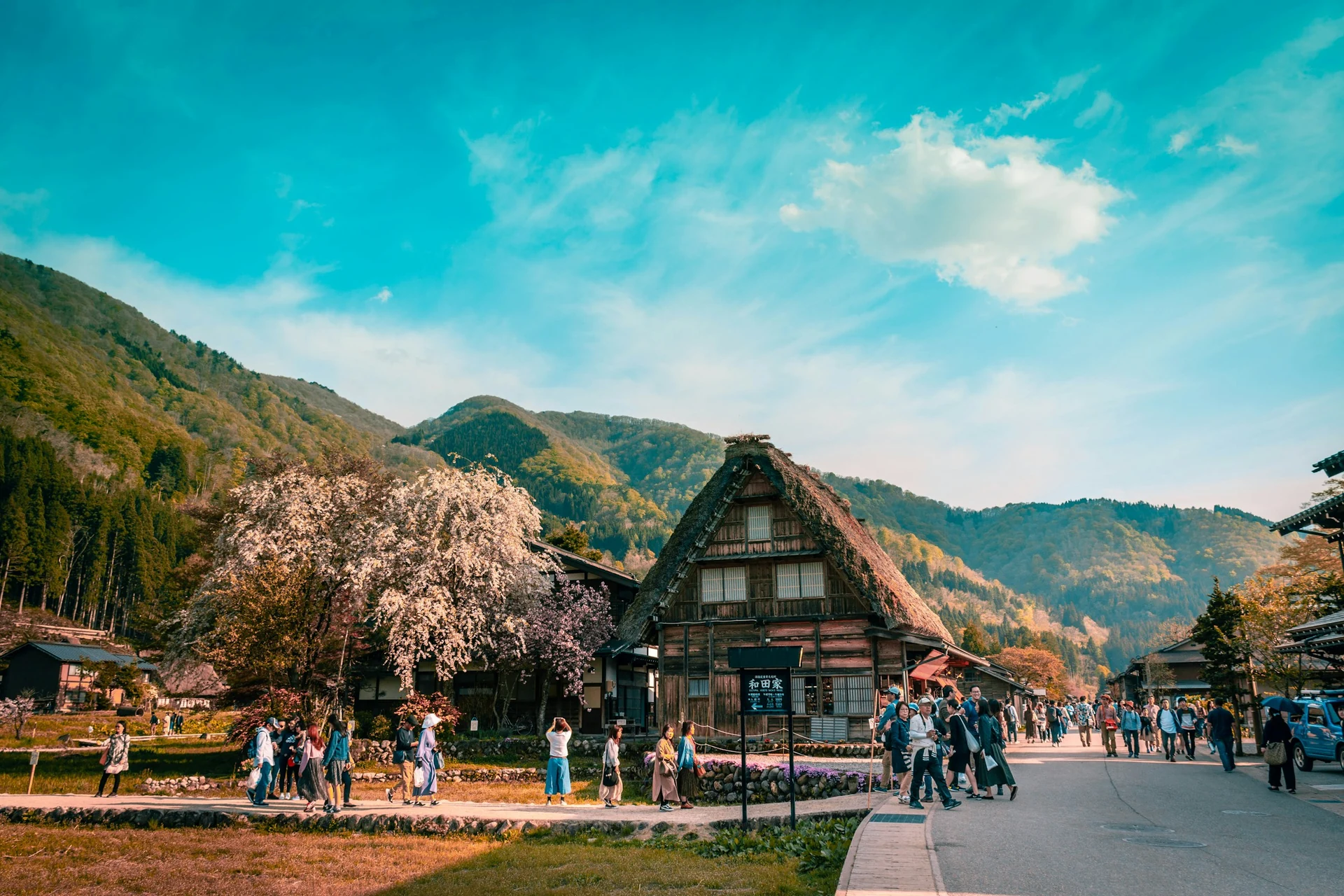 Traditionelles Gassho-Bauernhaus in Shirakawa-go mit blühendem Kirschbaum in Japan