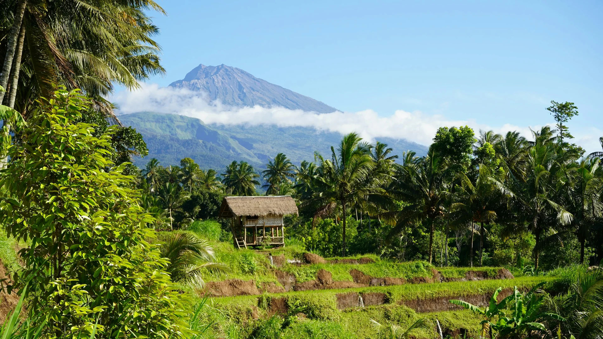 Reisfelder und Bambushütte bei Tetebatu vor dem Vulkan Rinjani auf Lombok