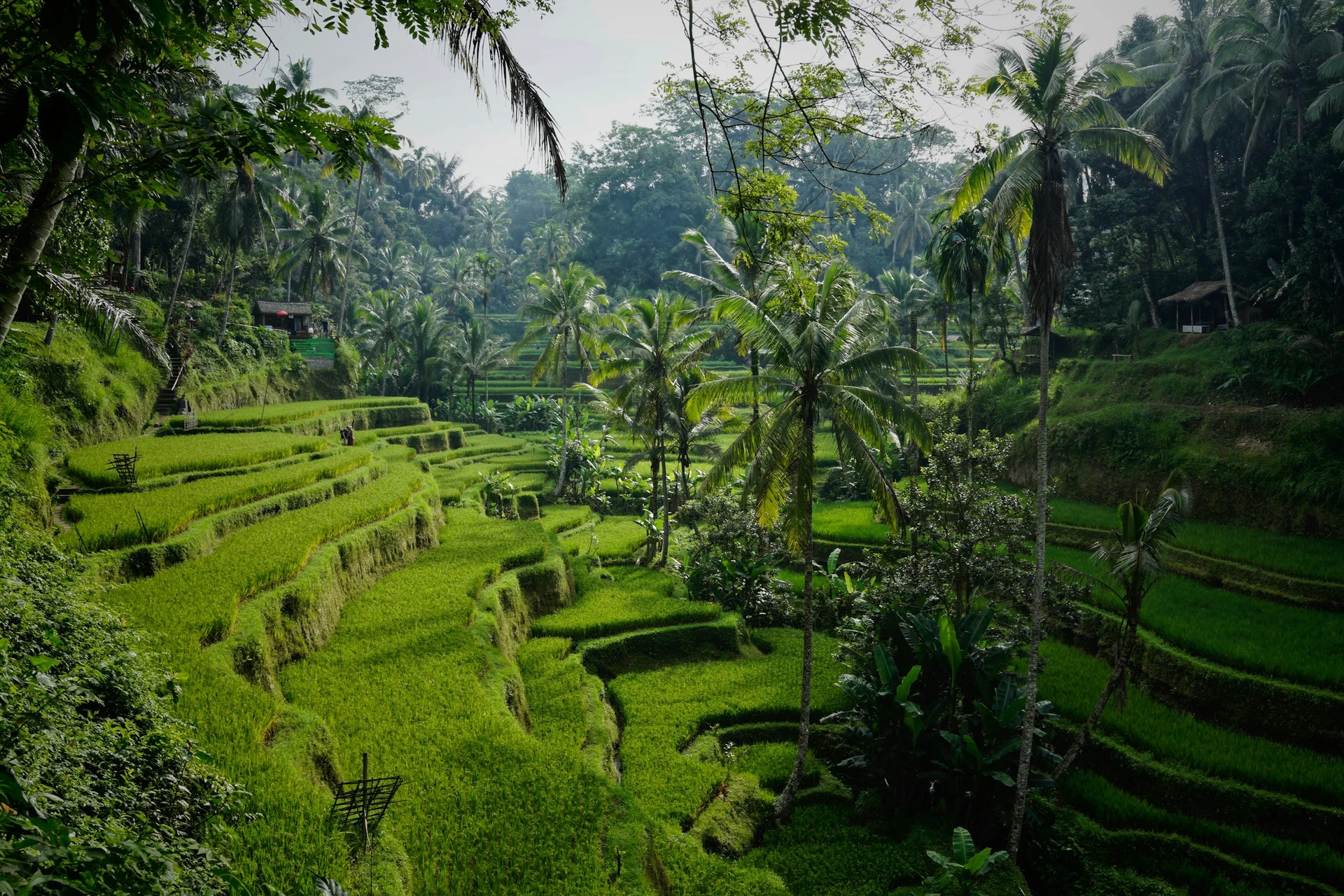 Reisterrassen von Tegallalang bei Ubud auf Bali