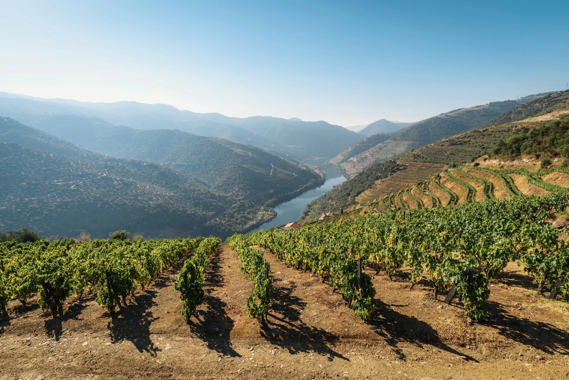 Terrassierte Weinberge über dem Fluss im Douro-Tal in Portugal